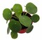 Hirt's Gardens Chinese Money Plant - Pilea peperomiodes - 2.5" Pot